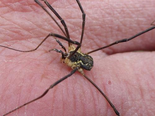 Mitopus morio